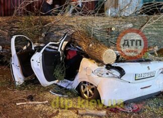 В Киеве дерево раздавило иномарку: водитель погиб на месте