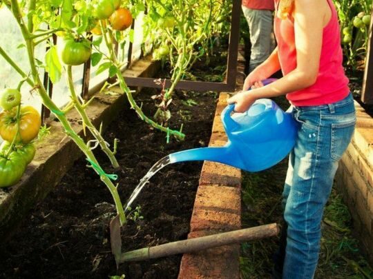Як&nbsp;і&nbsp;чим поливати помідори, щоб вони не&nbsp;хворіли: ці&nbsp;хитрощі допоможуть
